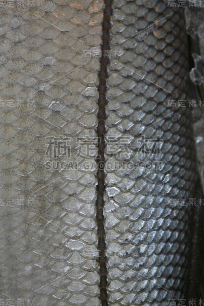 鱼出售