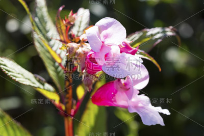 仰鼻花特写，粉红花。