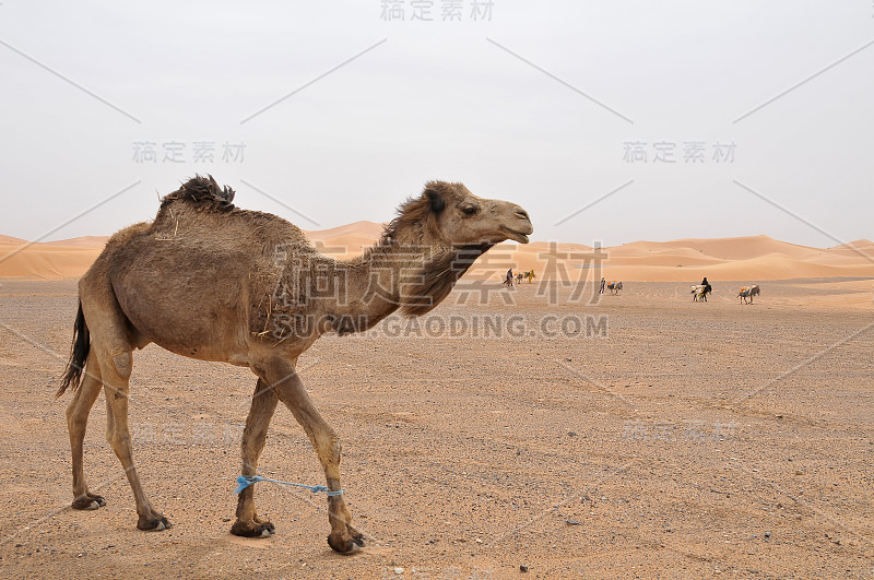 切比沙漠里的单峰骆驼