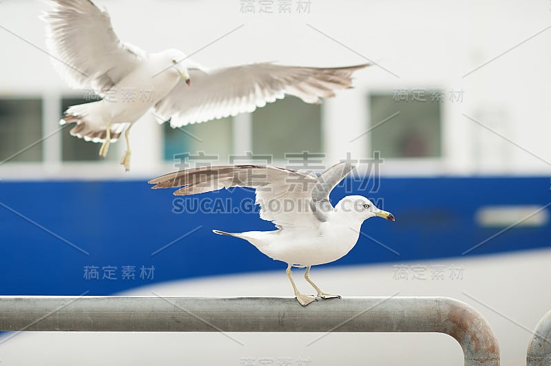 海鸥是靠近大海和船舶的自然环境。海鸥之间的食物竞争有黄色喙的白色羽毛的鸟，在野外特写。