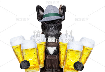 巴伐利亚啤酒的狗