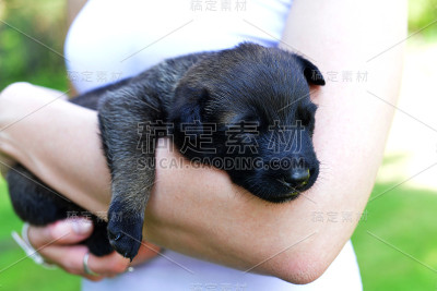 小狗比利时牧羊犬马利诺犬