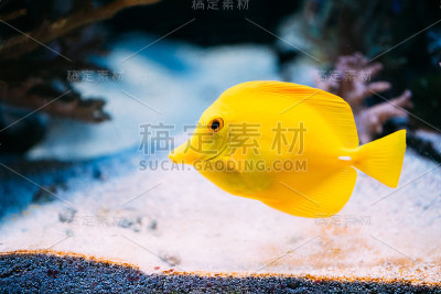 水族馆里的蓝天使波玛鱼