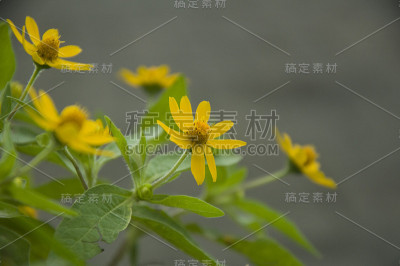 黄色的花