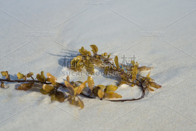 沙滩上的海草