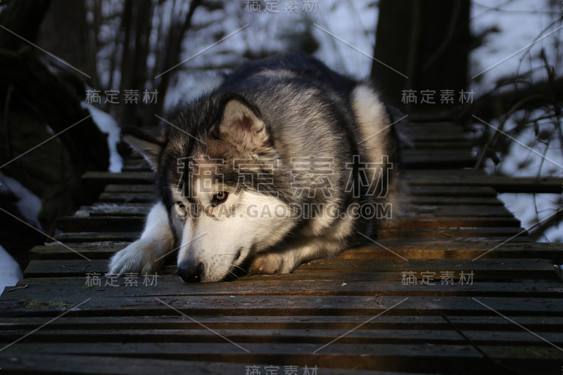 一只类似狼的阿拉斯加雪橇犬在森林中行走