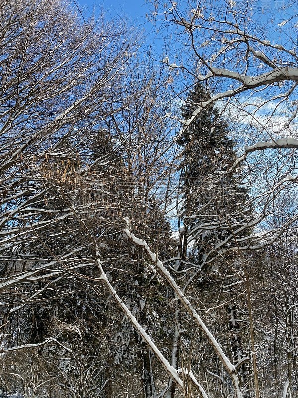 “鲜花广场”，意大利阿尔卑斯山，雪后