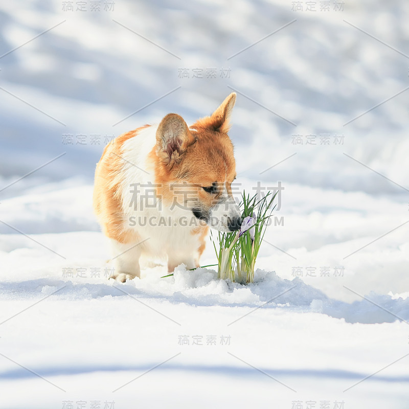 可爱的小狗红色柯基坐在春天的花园旁边的花雪花莲