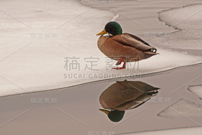 绿头鸭在冰上