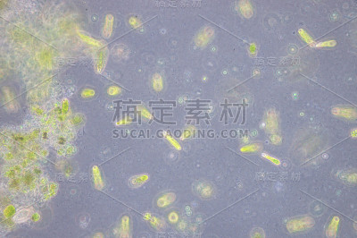 Euglena是一种单细胞鞭毛虫真核生物。