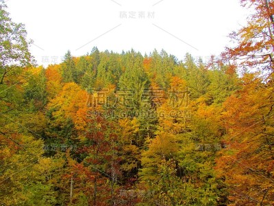 美丽的彩色的森林