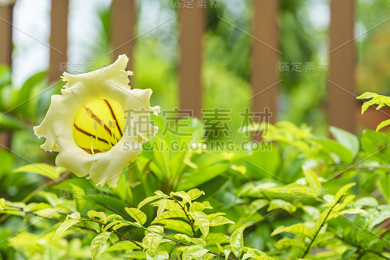 美丽的桔梗，也叫圣杯藤或金杯，是花园里的大钟形的金黄色花朵