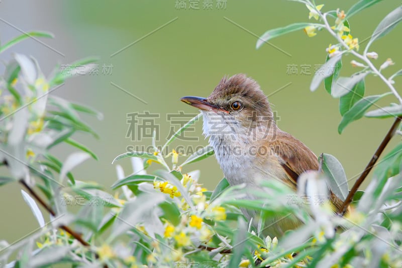 大芦苇莺(大芦苇莺)在树上歌唱。