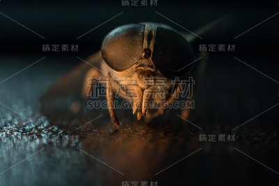 混合光。马蝇或牛虻或马蝇双翅目昆虫。有选择性的重点。
