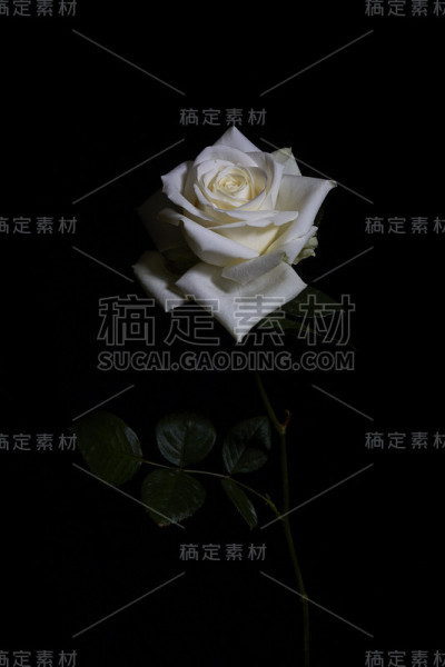 白玫瑰