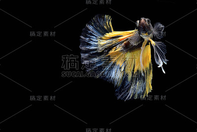 暹罗斗鱼