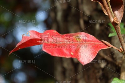 红色的叶子