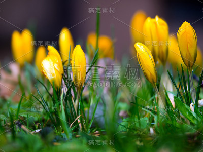 黄色花园磨粉