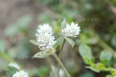 Gomphrena野草花