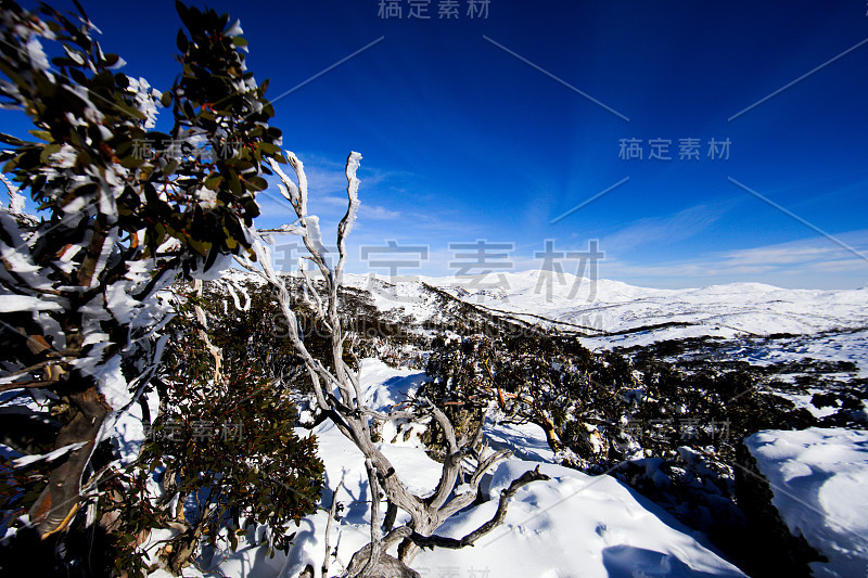 从树上看雪山