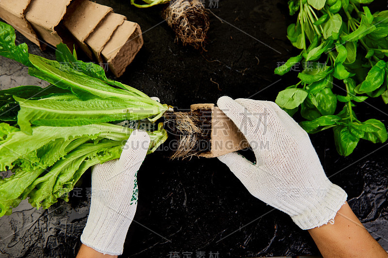 园丁的手把绿色植物与土壤的泥炭容器，种植植物与园艺工具。园艺或种植概念。在春天的花园里干活的黑桌子。