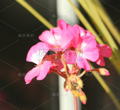 天竺葵