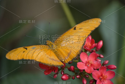 橙色的蝴蝶