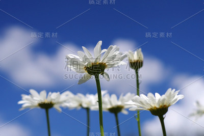 在蓝天白云的映衬下，近距离观察白色雏菊洋甘菊