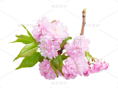 粉红色的樱花