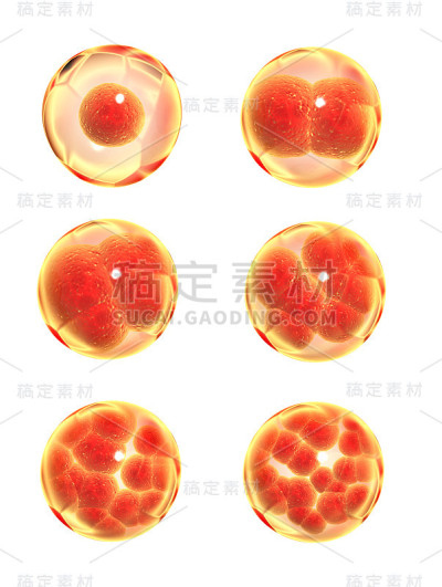 细胞进程分裂