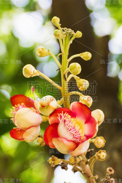 肖拉·罗伯斯花