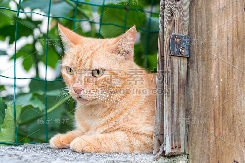 家姜猫在篱笆后面休息