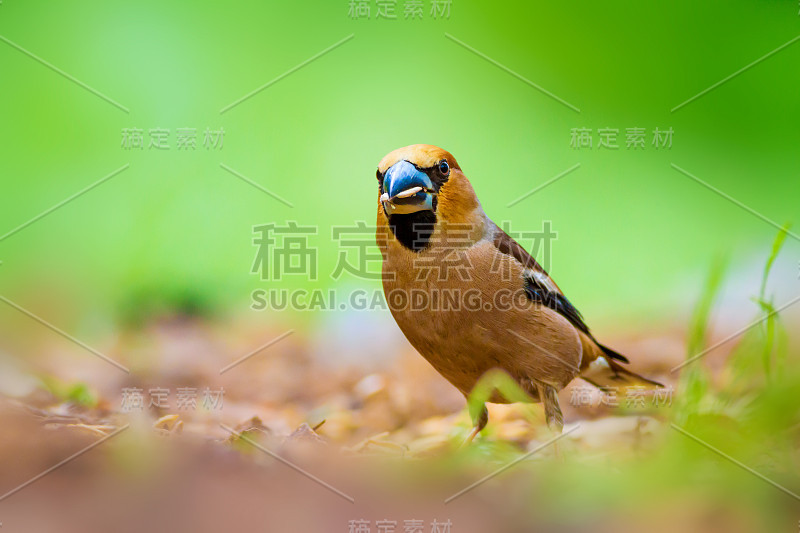 可爱的小鸟Hawfinch。哈芬雀正在地上进食。绿色的自然背景。鸟:蜡嘴雀。Coccothraust