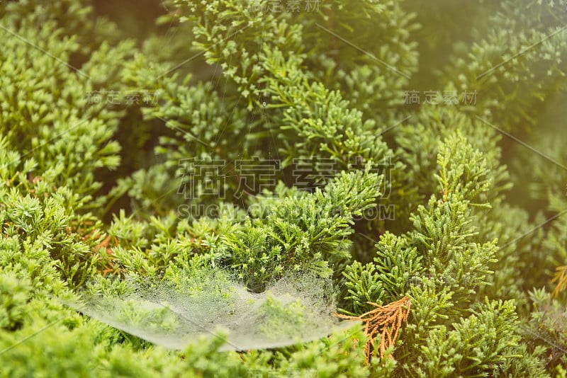 鲜绿蕨叶上的蜘蛛网，以大自然为背景。泰国。