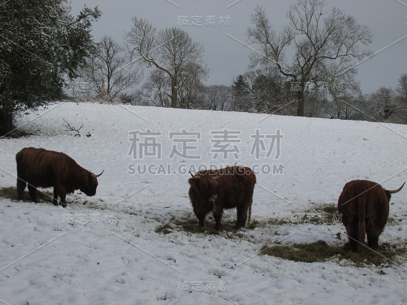 高原的奶牛在雪地里