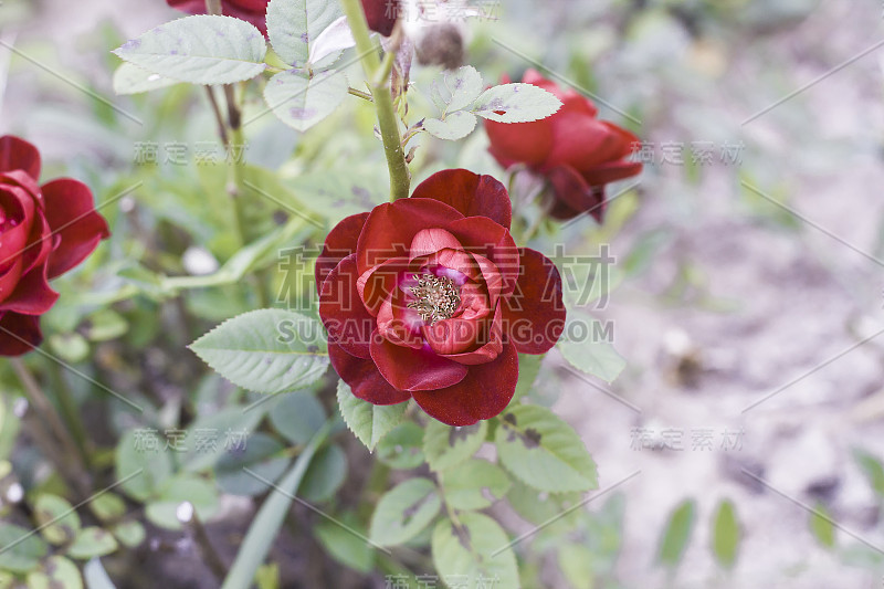 杂交茶花玫瑰在夏季花园俯视图，复古的颜色