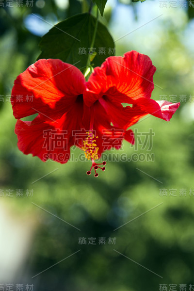 华丽的红色