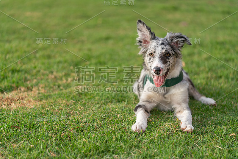 小狗边境牧羊犬梅尔