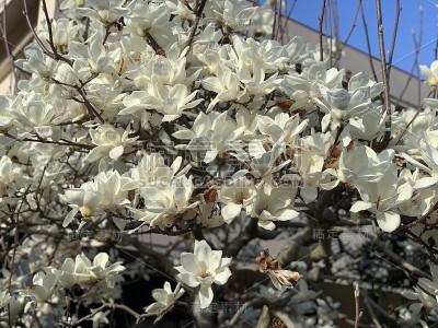 小星花