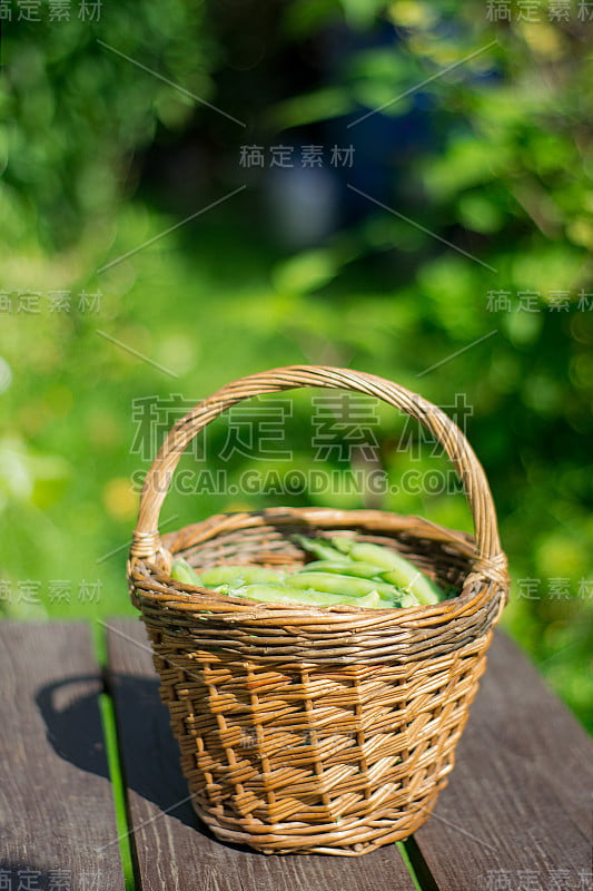 在绿树背景的木桌上，柳条篮子里的豌豆荚的特写