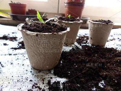 春季生态盆栽中的番茄植株