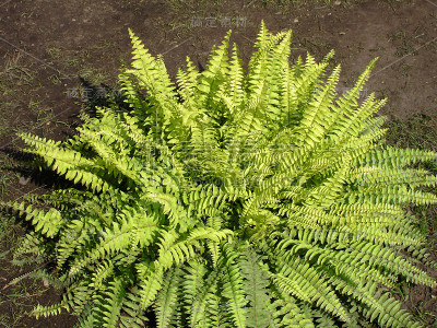 蕨类植物