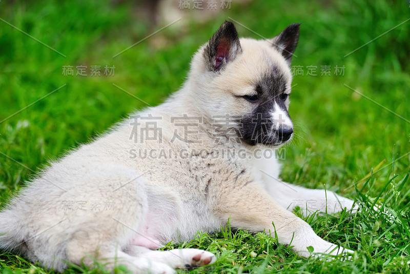 一只美丽的西伯利亚莱卡犬躺在草地上