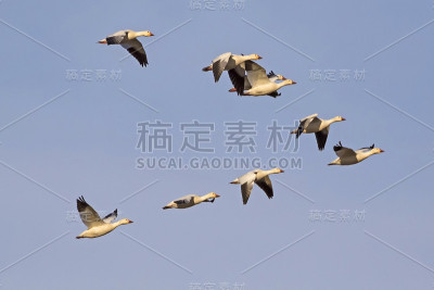 鸟儿雪鹅在索尔顿海上空成群结队