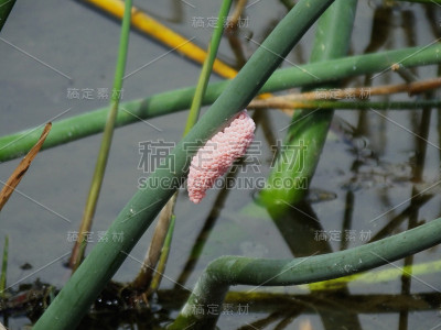 苹果蜗牛卵