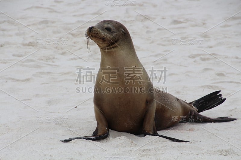 加拉帕戈斯群岛海狮