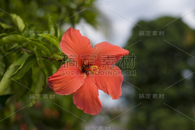 红色的花