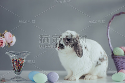 可爱的复活节兔子