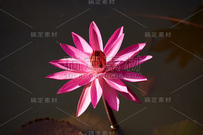 池塘里美丽的粉红色荷花