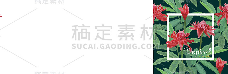 热带无缝模式与红色火炬姜花和叶在黑暗的背景。